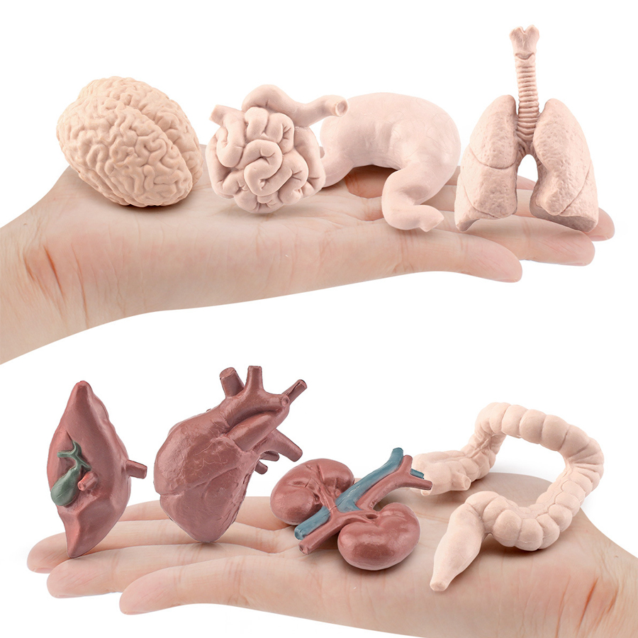 Realistic Human Organs Ancient - đánh giá và giá Kids Toys Egypt